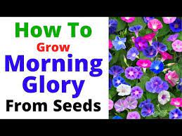 How To Grow Morning Glory Vine From Seeds Summer Season Flowering Vine Youtube In 2020 Morning Glory Vine Morning Glory Morning Glory Flowers