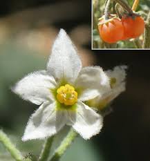 Image result for Solanum villosum