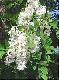 False Acacias Robinia Pseudoacacia Robinia Pseudoacacia Also Known In Its Native Territory As Black Locust Is A Tre Ornamental Trees Plants Trees To Plant