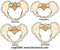 Android Pelvis Bing Images Midwifery Birth Doula Ob Nursing Und Student Midwife