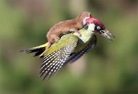 Check spelling or type a new query. Gronostaj Lasica Gronostaj Wspanialy Lowca Dinoanimals Pl Bird Animals Wildlife