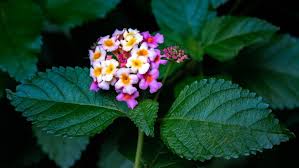 Image result for Lantana angolensis