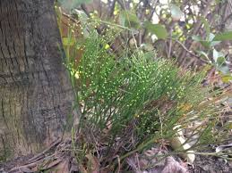 Image result for Psilotum
