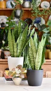 Image result for Sansevieria
