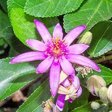 Image result for Grewia holstii