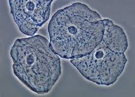 Maybe you would like to learn more about one of these? Buccal Epithelial Cells Nikon S Microscopyu