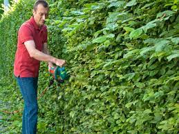 Viele gartenbesitzer fragen sich wann der richtige zeitpunkt ist um die hecke zu schneiden und was es zu beachten gilt. Heckenschnitt So Gelingt Er Mein Schoner Garten