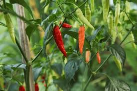 Image result for Capsicum frutescens