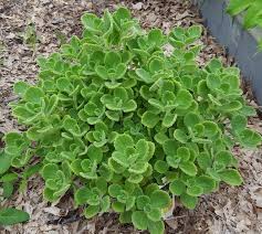 Cuban Oregano Advice From The Herb Lady Oregano Plant Plants Oregano Seeds