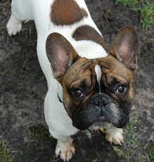 Maybe you would like to learn more about one of these? Down Under Kennels Llc Akc French Bulldogs Home Facebook