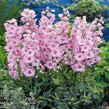 Delphinium Hybrid Pacific Giants Pink X 3 Buy Online Order Yours Now Delphinium Plant Delphinium Plants