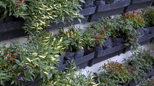 Pane cabe rawit via @sarungpreneur.com. Cara Menanam Cabe Rawit Di Polybag Praktis Tak Perlu Banyak Ruang Lifestyle Liputan6 Com