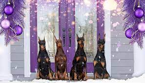 Our doberman puppies have traveled nationwide to find their perfect homes. Epic Dobermans Doberman Pinschers Florida