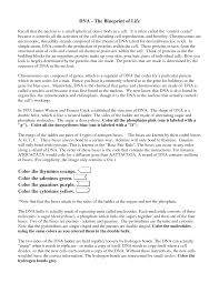Dna replication coloring worksheet dna the double helix coloring worksheet answers in 2020 the unit of life. Dna The Blueprint Of Life Worksheet Answers Promotiontablecovers