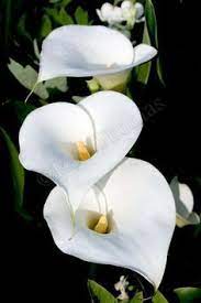 Pin On Flowers