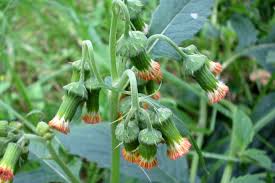 Image result for Crassocephalum radiatum