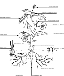 As Parts Of A Plant 960 1140 Parts Of A Plant Parts Of A Flower Plants
