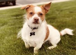 Check spelling or type a new query. Shih Tzu Pitbull Mix Puppies For Sale Cheap Buy Online