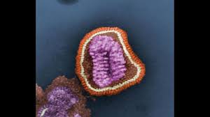 Image result for Influenza