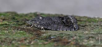 Image result for Cydia microgrammana