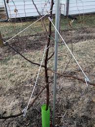 Never miss a new video! Wire Branch Spreader