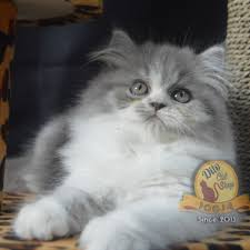 Cara merangsangnya tidaklah sulit, anda hanya perlu melakukan upaya mengusap bagian. Harga Kucing Persia Terbaik Hobby Lainnya Hobi Koleksi Mei 2021 Shopee Indonesia