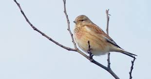 Image result for Lijndenia sp. cf barteri