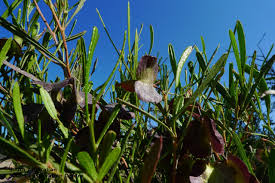 Image result for Eucalyptus angustissima