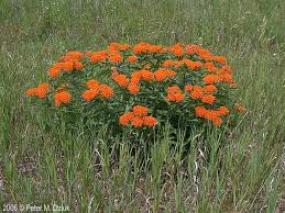 Pin On Native Plants