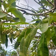 Image result for Ozoroa marginata