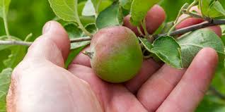 The luna apple trees are disease resistant dwarf fruit trees that are perfect for small gardens. Miniature Garden Why Not Dwarf Fruit Trees The Sustainability Box