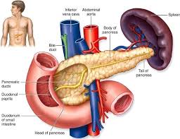 Partes Del Pancreas Del Cuerpo Humano En Ingles Pancreas Diabetes In Children Diabetes Management