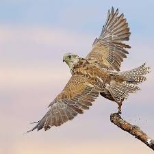 falcon falconry doha qtr qatar gyr peregrine birds hunting kuwait bahrain souqwaqif shaheen eagle dubai uae althani almans falconry qatar animal pictures