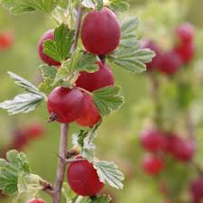 Dieser schnitt kann direkt mit der ernte verbunden werden. Stachelbeeren Zehelein Schemm