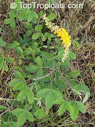 Image result for Crotalaria shirensis