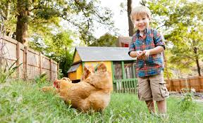 But is the cost of raising backyard chickens really worth the price? Raising Backyard Chickens In Atlanta Atlanta Parent