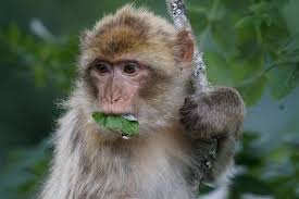 Free picture: cute, monkey, nature, animal, wildlife, primate