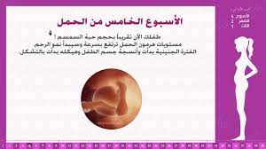 المحتويات الاسبوع الخامس من الحمل (بدء الفترة الجنينية) الاسبوع السادس من الحمل (ضخ الدم في القلب) Ø§Ù„Ø£Ø³Ø¨ÙˆØ¹ Ø§Ù„Ø®Ø§Ù…Ø³ Ù…Ù† Ø§Ù„Ø­Ù…Ù„ Ø¥Ø±Ø´Ø§Ø¯Ø§Øª ÙˆØ­Ù‚Ø§Ø¦Ù‚ Ø§Ù†Ø§ Ø­Ø§Ù…Ù„