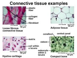 Connective tissue consists of scattered cells immersed in an intercellular material called the matrix. Embryonic Connective Tissue Connective Tissue Proper Specialized Connective Tissue Science Online