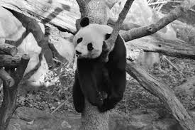 Wallpaper bart simpsons gambar kartun lucu dan. Wallpaper Satu Warna Margasatwa Panda Bermain Pohon Imut Beruang Fauna Hitam Dan Putih Fotografi Monokrom Moncong Panda Raksasa Carnivoran Smithsoniansnationalzoo Ailuropodamelanoleuca Baobao Byebyebaobao Terrestrial Animal 6000x4000