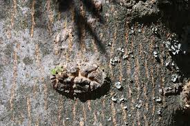 Image result for Kirkia