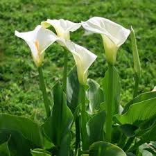 Calla Zimmercalla Zantedeschia Pflege Und Uberwintern Gartendialog De Lilienpflanze Calla Zantedeschien