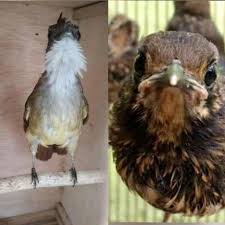 Suara burung decu jantan dan betina ngerol panjang trotol kembang mini di alam liar mp3. Jordan Bf Home Facebook