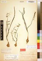 Image result for Dipcadi viride