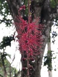 Image result for Barringtonia