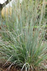 Image result for Afroligusticum scottianum