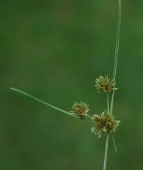 Image result for Cyperus tenax