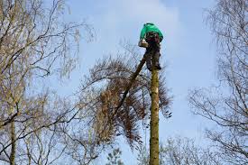 Garten pflanzen, gurken im gewächshaus, gurken anbauen, wachsenden pflanzen, heilpflanzen. Leider Mussten Wir Die Letzten Drei Fichten In Unserem Garten Fallen Lassen Die Durre Letztes Jahr Und Der Borkenkafer Ha Fichten Baum Fallen Gartenbilder