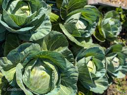 The first thing i do is pull off some of the outer leaves because they usually have dirt on them and. How To Successfully Grow Cabbage In Your Garden Gardening4joy