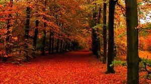 Autumn tree wallpapers wallpaper cave. 490 Fall Scenes Ideas Scenery Beautiful Nature Nature